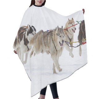 Personality   Husky Sled Dogs Running In Snow Hair Cutting Cape