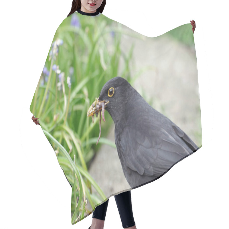 Personality  The Blackbird Has Its Beak Full Of Found Food For The Offspring. The Bird Found Earthworms In The Garden. Hair Cutting Cape