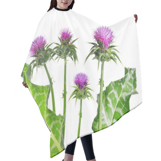 Personality  Silybum Marianum (Milk Thistle) Isolated On White Background, Medical Plants. Hair Cutting Cape