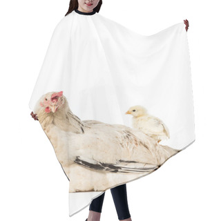 Personality  Cute Little Chicken Standing On Hen Isolated On White  Hair Cutting Cape
