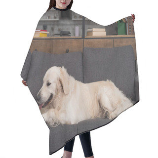 Personality  Cute Golden Retriever Lying On Couch With Tablet Hair Cutting Cape