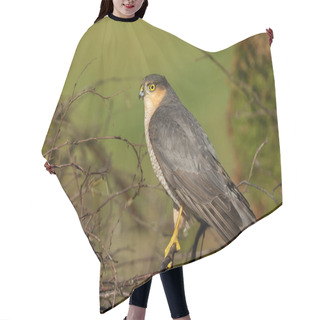 Personality  Adult Male Sparrowhawk Sitting On A Tree Branch  Hair Cutting Cape