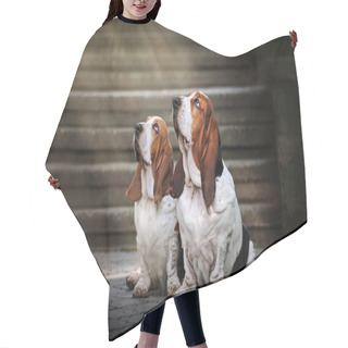 Personality  Two Basset Hound Sitting And Looks Up At Light Hair Cutting Cape