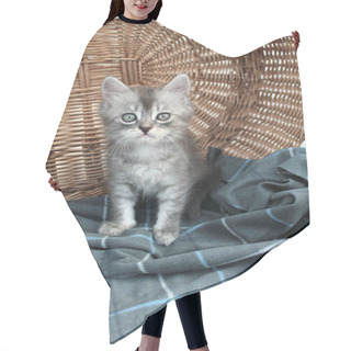 Personality  Touching Little Grey Kitten, British Cat Feline Young Hair Cutting Cape