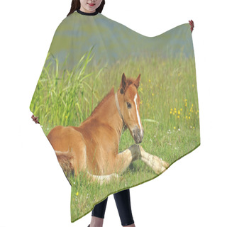 Personality  Baby Of Horse Hair Cutting Cape