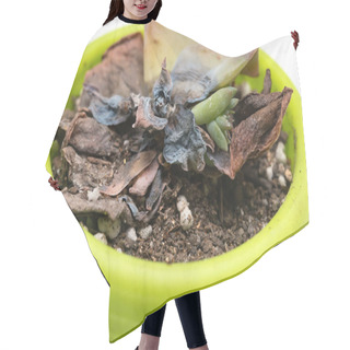 Personality  Pot Of Faded Succulent Plant Close Up Hair Cutting Cape