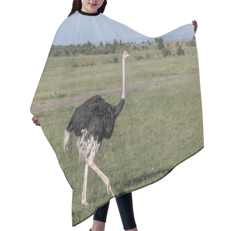 Personality  Solo Ostrich Walking In African Savannah Hair Cutting Cape