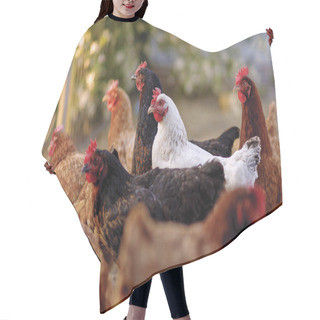 Personality  Traditional Free Range Poultry Farming Hair Cutting Cape