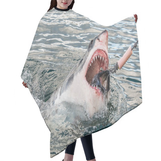 Personality  Shark With Open Mouth Emerges Out Off The Water On The Surface And Grabs Bait.  Attacking Great White Shark  In The Water Of The Ocean. Great White Shark, Scientific Name: Carcharodon Carcharias.   Hair Cutting Cape