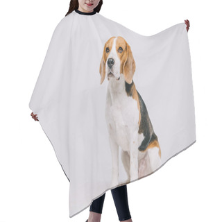 Personality  Cute Beagle Dog Sitting On Table On Grey Background Hair Cutting Cape