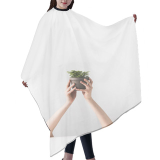 Personality  Cropped Shot Of Person Holding Tiny Potted Houseplant In Hands On White   Hair Cutting Cape