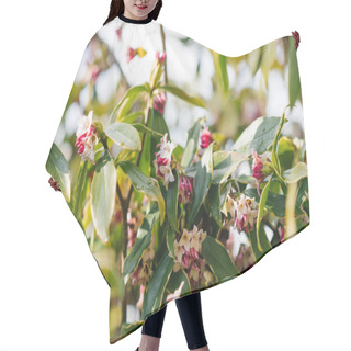 Personality  Daphne Fragrant Flowers In Spring Hair Cutting Cape