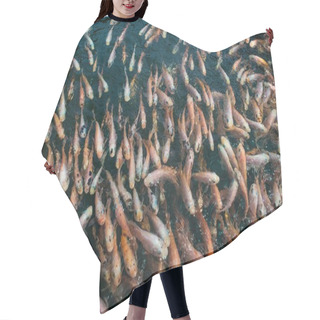 Personality  Carps Hair Cutting Cape