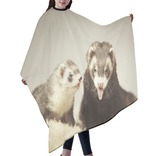 Personality  Nice Ferret Couple Posing In Studio Hair Cutting Cape