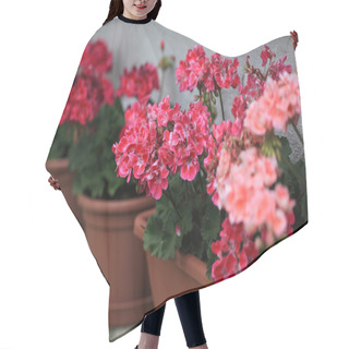 Personality  Geranium In Pots Hair Cutting Cape