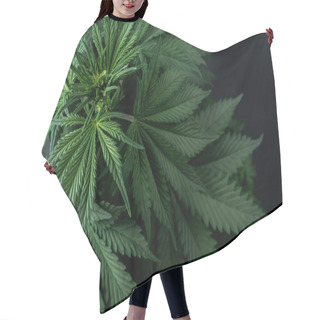 Personality  Cannabis Plant, Beautiful Plant Leaves On A Dark Background Hair Cutting Cape