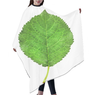 Personality  Plum Leaf Isolated On A White Hair Cutting Cape
