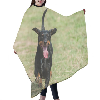 Personality  Dachshund Running In The Field , Having Fun.  Looks Like He's Smiling Hair Cutting Cape