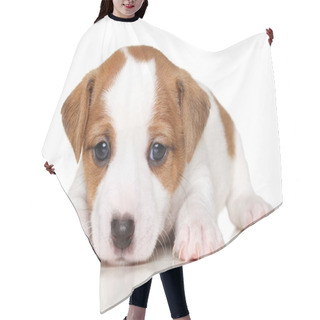 Personality  Close-up Of Jack Russell Terrier Puppy Hair Cutting Cape