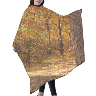 Personality  Beautiful Autumnal Forest With Golden Foliage And Path In Sunlight Hair Cutting Cape