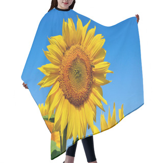 Personality  Yellow Sunflowers Grow In The Field. Agricultural Crops. Hair Cutting Cape