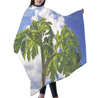 Personality  Cow Parsnip On Cloudy Background Hair Cutting Cape