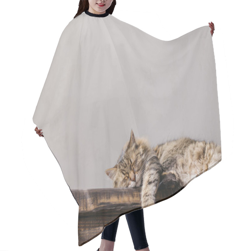 Personality  Cute tabby cat sleeping on wooden bench. Adorable cat relaxing in sunny room. Tranquility and peace concept. Pet at home. Animal banner, copy space hair cutting cape
