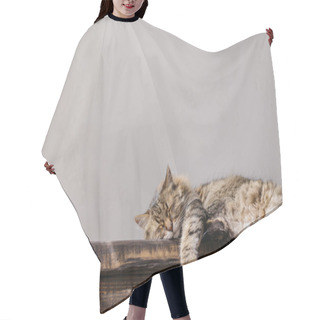 Personality  Cute Tabby Cat Sleeping On Wooden Bench. Adorable Cat Relaxing In Sunny Room. Tranquility And Peace Concept. Pet At Home. Animal Banner, Copy Space Hair Cutting Cape