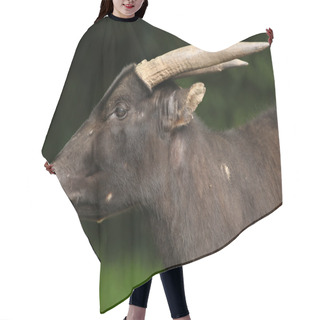 Personality  Lowland Anoa With Horns Hair Cutting Cape