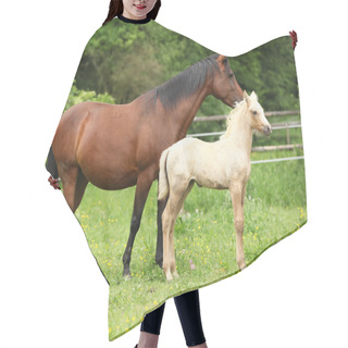 Personality  Beautiful Mare With Foal Hair Cutting Cape