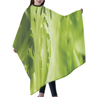 Personality  Close Up View Of Fresh Green Salad Leaves, Panoramic Shot Hair Cutting Cape