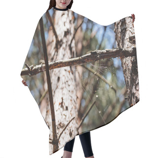 Personality  Low Angle View Of Pine Tree With Spiderweb In Forest Hair Cutting Cape