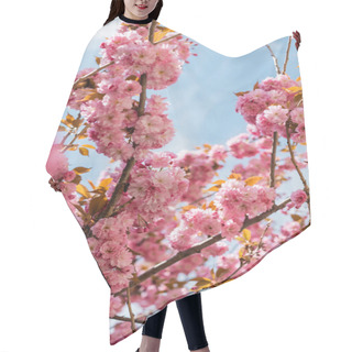 Personality  Low Angle View Of Blooming And Pink Cherry Tree Against Blue Sky Hair Cutting Cape