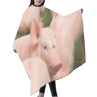 Personality  Small Pigs Hair Cutting Cape