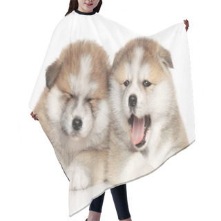 Personality  Akita Inu Puppies Resting Hair Cutting Cape