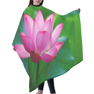 Personality  Lotus Flower Blooming In Pond Hair Cutting Cape