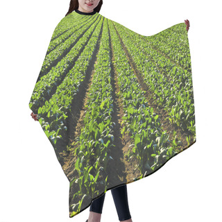 Personality  Rows Of Turnip Plants In A Cultivated Farmers Field Hair Cutting Cape