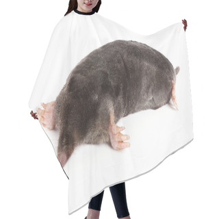 Personality  The European Mole Hair Cutting Cape