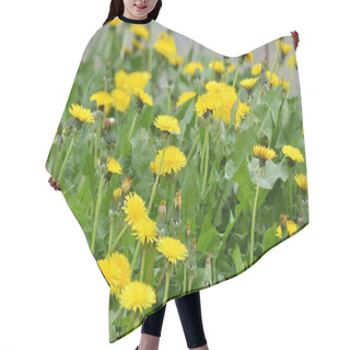 Personality  Dandelion (Taraxacum Officinale) Grows In The Wild In Spring Hair Cutting Cape