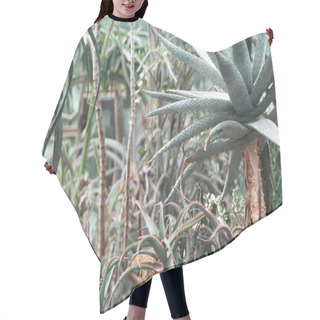 Personality  Succulents And Aloe Plants In Tropical Garden Hair Cutting Cape