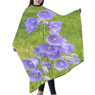 Personality  The Campanula Flowers. Hair Cutting Cape