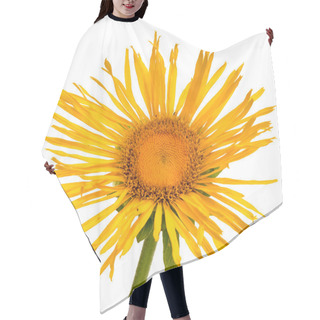 Personality  Inula Helenium On White Background Hair Cutting Cape
