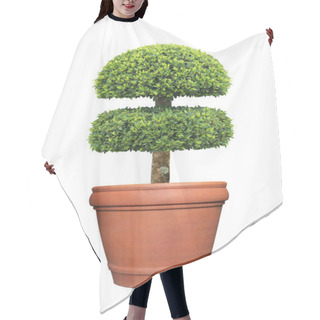 Personality  Double Layer Clipped Topiary Tree In Terracotta Pot Container Isolated On White Background For Formal Japanese And English Style Artistic Design Garden Hair Cutting Cape