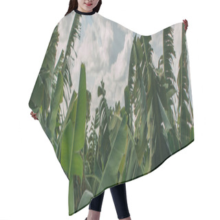 Personality  Panoramic Shot Of Green Palm Leaves Against Sky  Hair Cutting Cape