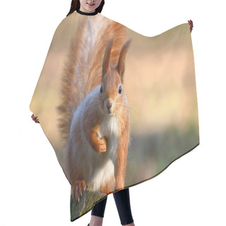 Personality  Red Squirrel Hair Cutting Cape