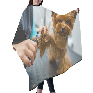 Personality  Female Groomer With Clippers Cuts The Claws Of Cute Dog, Grooming Salon. Woman With Small Pet On Haircut Procedure, Groomed Domestic Animal Hair Cutting Cape