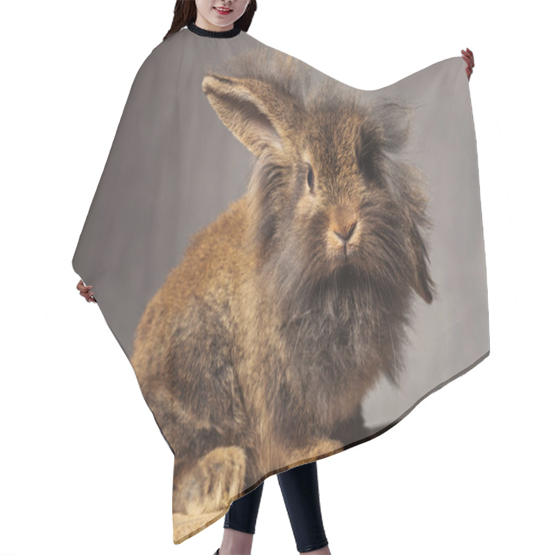 Personality  Lion Head Rabbit Bunny Looking At The Camera Hair Cutting Cape