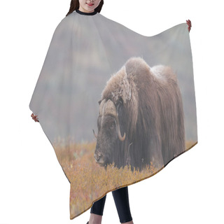 Personality  Musk Ox Bull In A Autumn Landscape, Dovrefjell, Norway, (ovibos Moschatus) Hair Cutting Cape