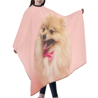 Personality  Furry Pomeranian Spitz Dog With Cute Bow Tie Standing On Pink   Hair Cutting Cape
