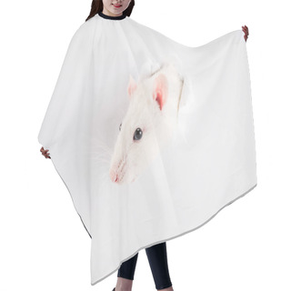 Personality  Cute And White Rat Looking Through Hole In New Year  Hair Cutting Cape